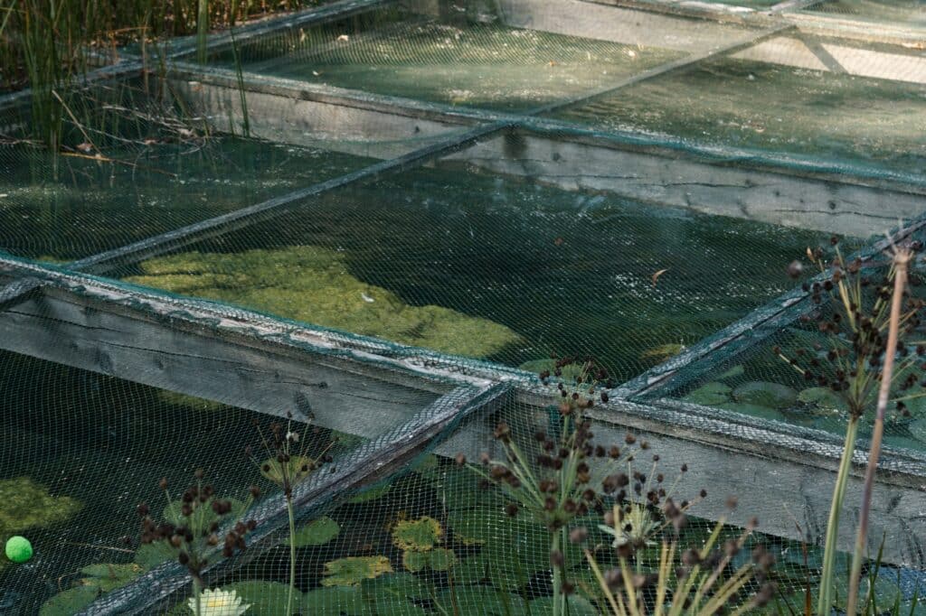 Naturbad Heilborn Filterung Natürliche Filteranlage im Naturbad Heilborn in Merzig